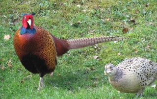 20% Discount Breaks Blog Post - Local Pheasants