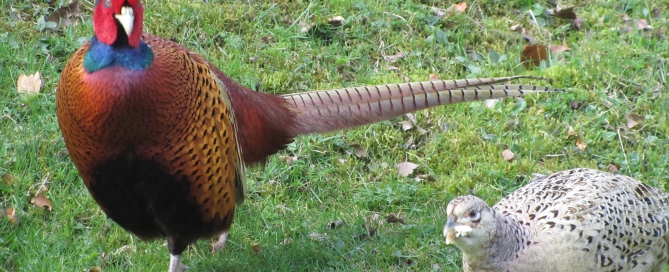 20% Discount Breaks Blog Post - Local Pheasants