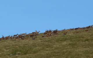 Stags Glen Taitneach Near The Cabins