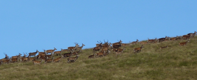 Stags Glen Taitneach Near The Cabins