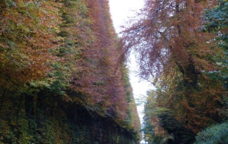 Meikleour Hedge in October