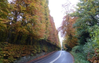 Meikleour Hedge in October