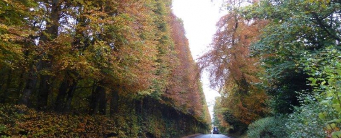 Meikleour Hedge in October