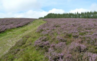 September Glenshee Heather